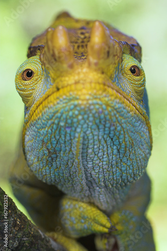 Portrait of male Parson's Chameleon (Chamaeleo parsonii), Ranomafana National Park, South eastern Madagascar. photo