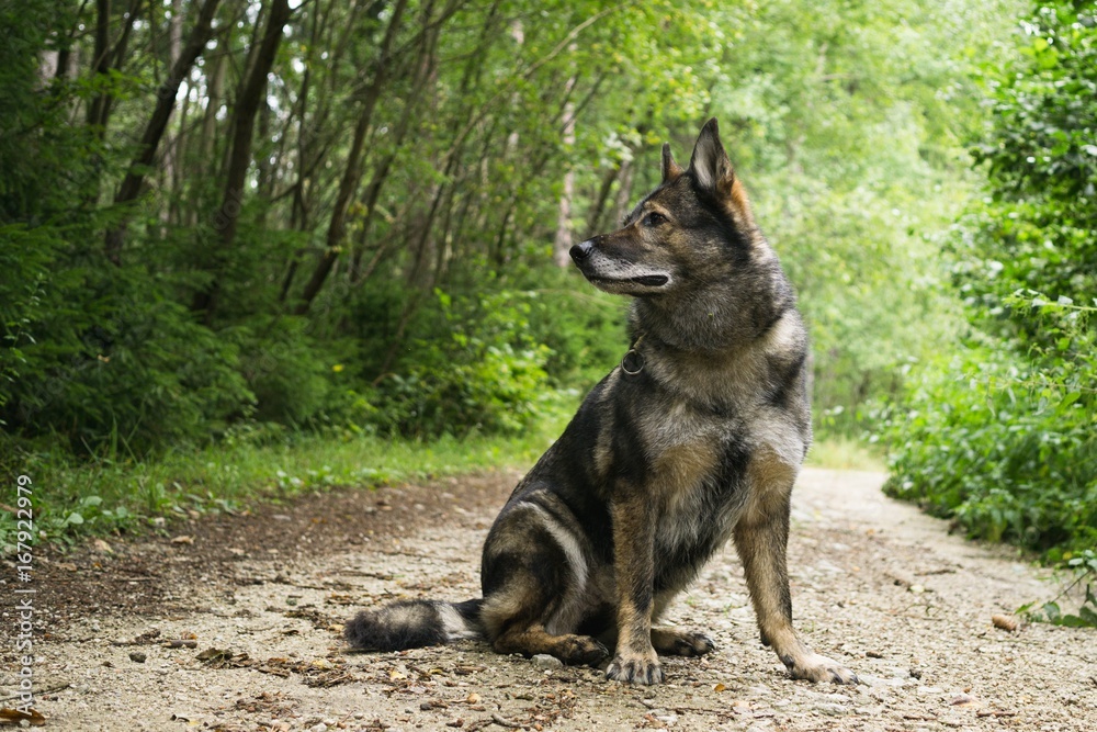 German Shepherd Dog in the nature - forest. Slovakia German Shepherd Dog in the nature - forest. Slovakia