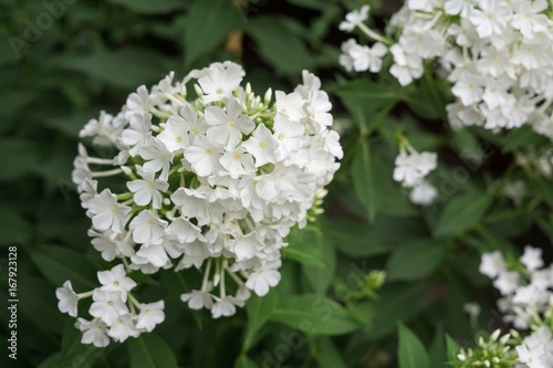 White flower. Slovakia