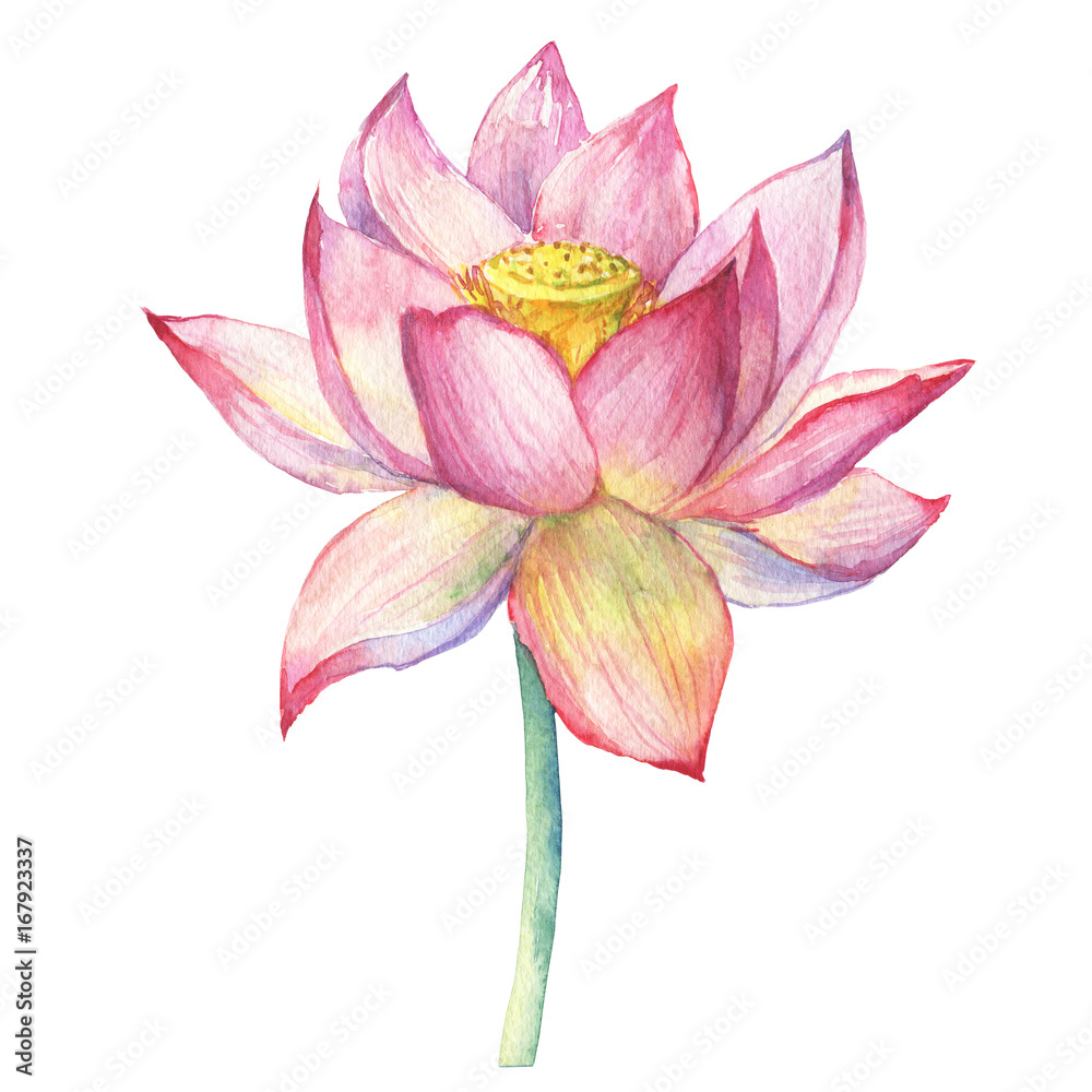 Pink flowers lotus (water lily, Indian lotus, sacred lotus, Egyptian lotus). Watercolor hand drawn painting illustration isolated on white background. Symbol of India