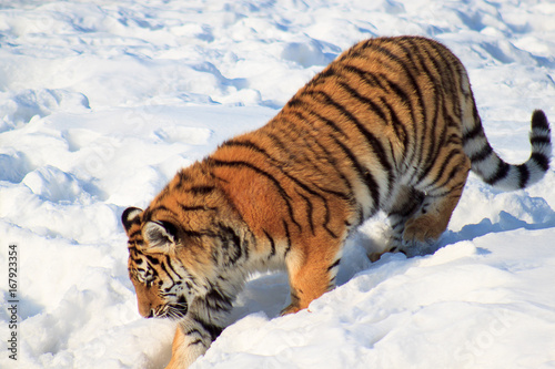 Wild siberian tiger follows its prey.