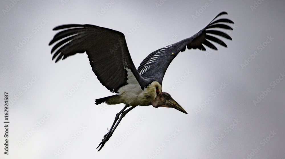 Obraz premium Stork flight