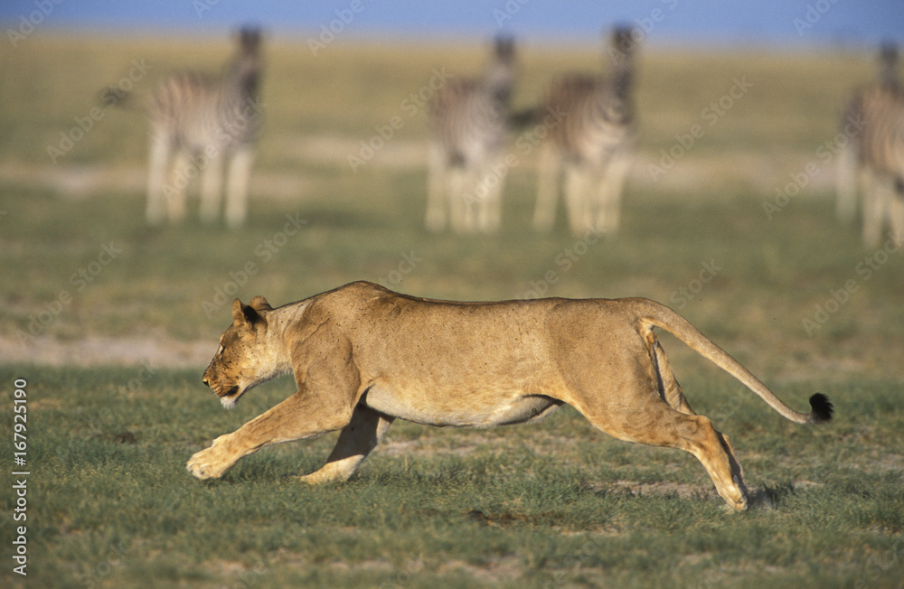 Lioness (Panthera leo) running with Zebra in background. Etosha National Park, Namibia. Lioness (Panthera leo) running with Zebra in background. Etosha National Park, Namibia.