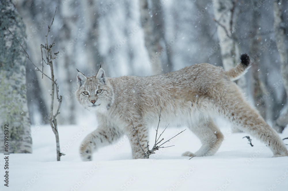 Eurasian lynx walking on snowy landscape in birch forest Eurasian lynx walking on snowy landscape in birch forest