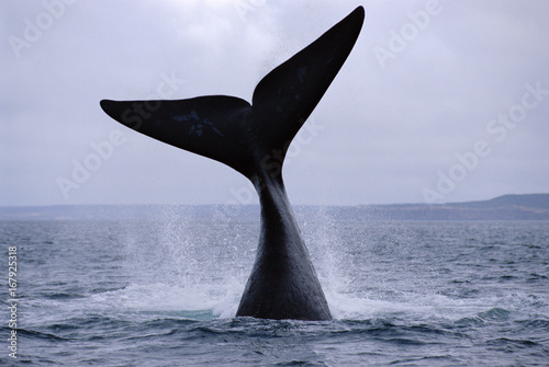 Southern right whale diving (Balaena glacialis australis). Argentina Patagonia, Argentina South America. Endangered species. photo