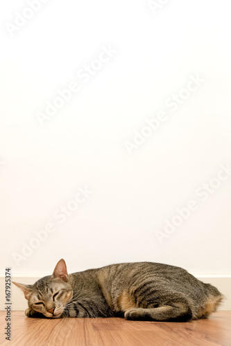 Fototapeta Naklejka Na Ścianę i Meble -  Cat sleeping on wooden floor with white blank space wall. adorable cat rest close eyes at Home.