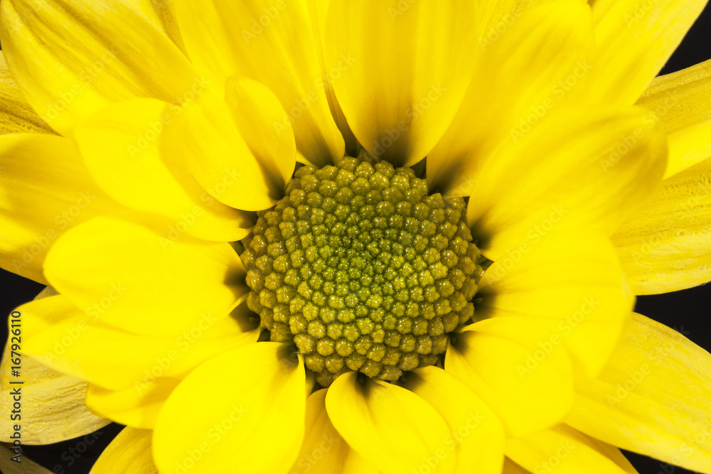 Flower of yellow marguerite (Leucanthemum vulgare) on white background Flower of yellow marguerite (Leucanthemum vulgare) on white background