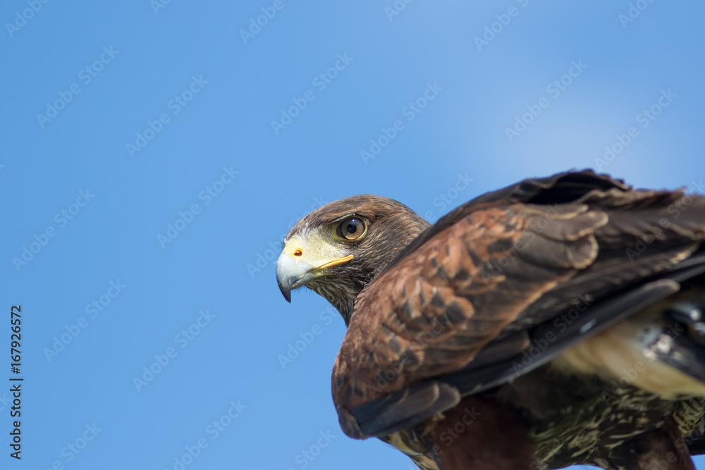 Fototapeta premium Bird of prey. Haris's hawk falcon in close up with copy space.