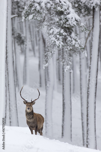 Red Deer stag (Cervus elaphus) in snow-covered pine forest. Scotland, UK. December.
