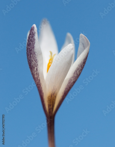 Snowdrop on a background of blue sky