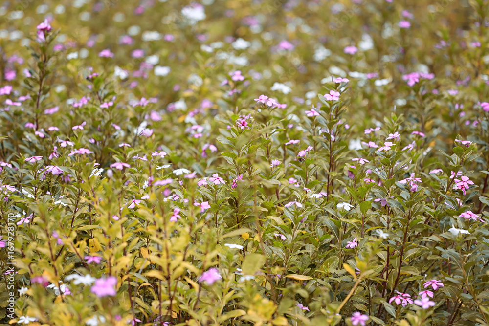 Fototapeta premium Tropical flower gardens are blooming.