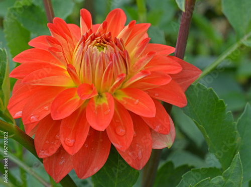 Fototapeta Naklejka Na Ścianę i Meble -  Dahlia