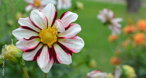 Fototapeta Naklejka Na Ścianę i Meble -  Dahlia