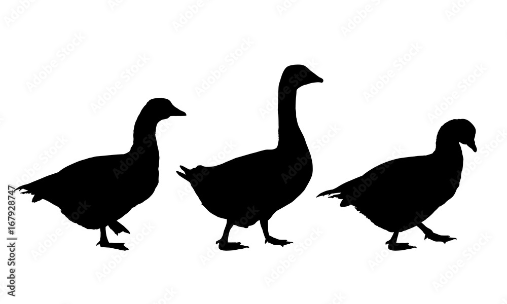 Fototapeta premium Set of realistic vector illustrations of geese and ducks, isolated on background
