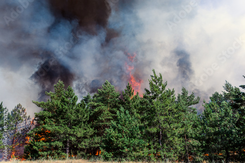 Obraz na plátně Forest fire. Using firebreak for stoping wildfire