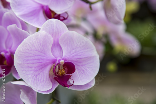 Purple orchid flower