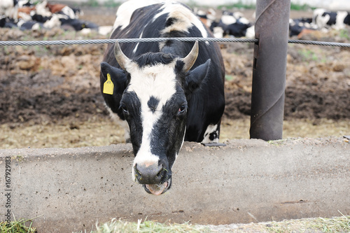 Black and white milking cow eats feed on cow farm