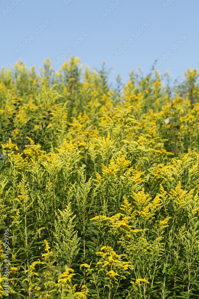 Obraz premium Gelbe Blumen Kanadische Goldrute