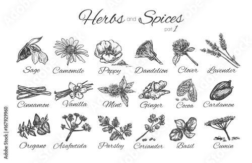 Herbs and spices collection.Vector hand drawn illustration. Isolated objects