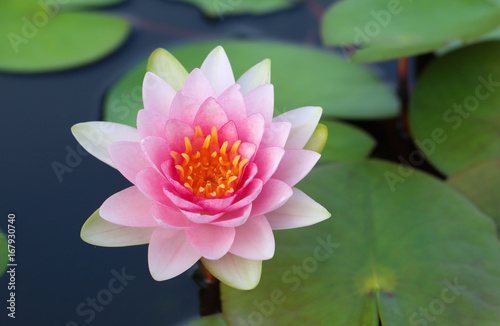 beautiful lotus flowers or waterlily in pond