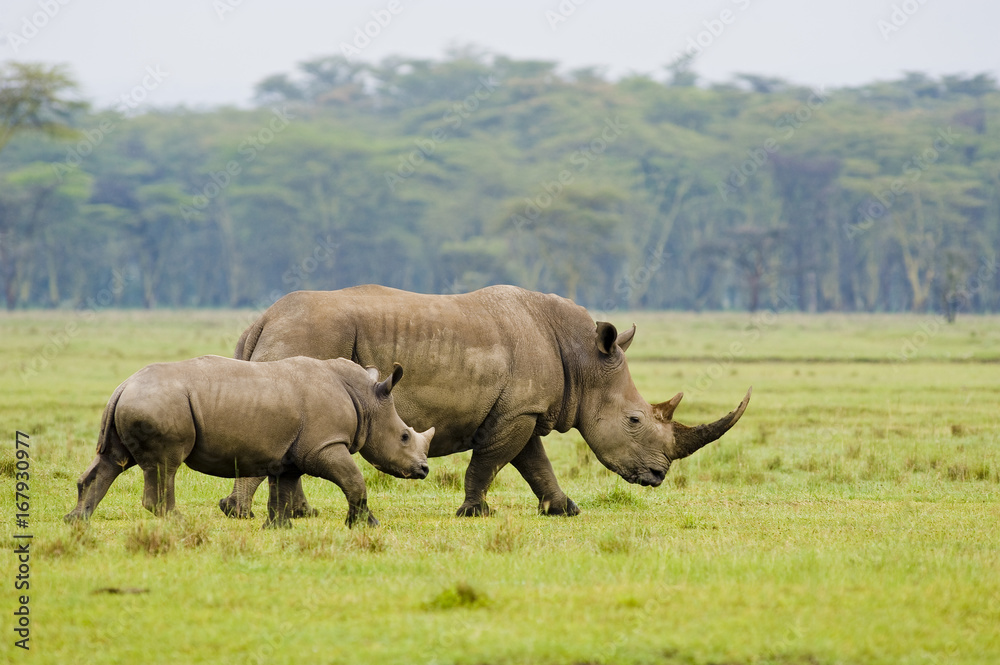 White rhino (Ceratotherium simum) mother and calf, Nakuru National Park, Kenya. White rhino (Ceratotherium simum) mother and calf, Nakuru National Park, Kenya.