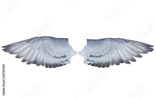 two wing feather of homing  pigeon bird isolated white background