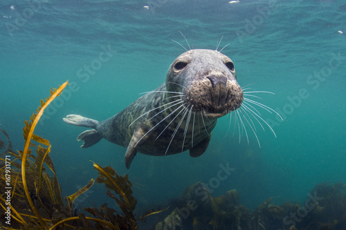 View of grey seal over kelp photo