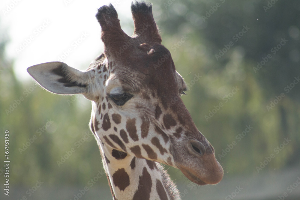 Obraz premium Giraffe