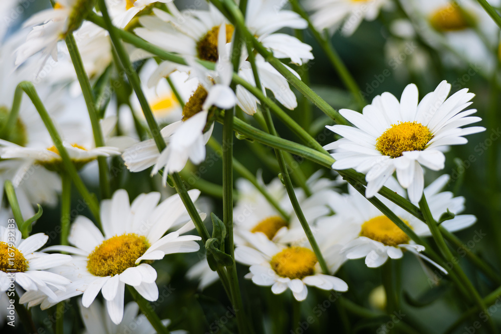 Fototapeta premium Daisies