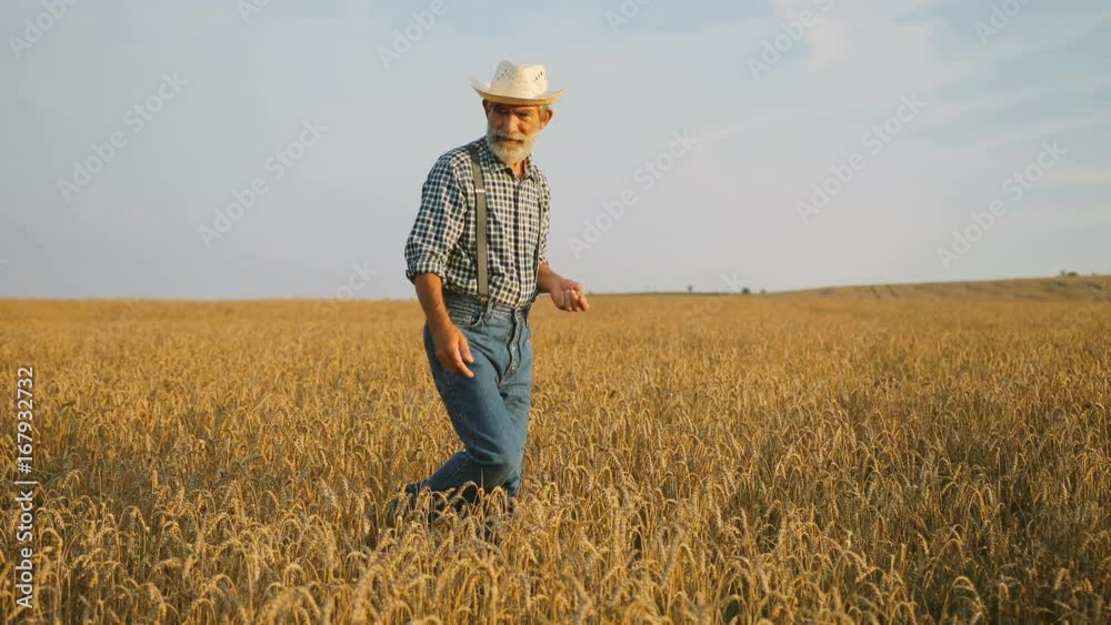 Happy old farmer taking care about the golden wheat field on his farm during the morning sunrise. Happy old farmer taking care about the golden wheat field on his farm during the morning sunrise.
