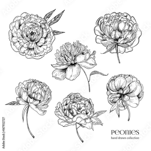 Beautiful peonies set. Hand drawn detailed blossom flowers and leaves. Black and white vector illustration collection.