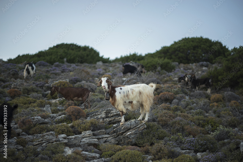 Mountain Goat on Greek Island. On Scrub Mountain Goat on Greek Island. On Scrub