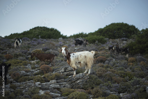 Mountain Goat on Greek Island. On Scrub