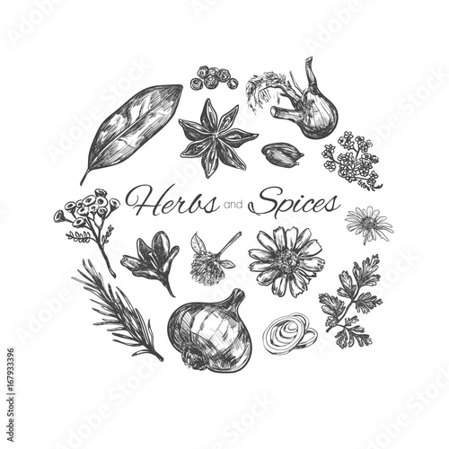 Herbs and spices collection.Vector hand drawn illustration. Isolated objects