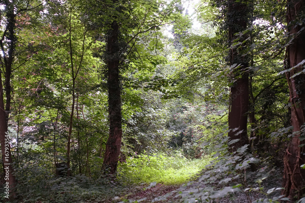 Obraz premium kleine Lichtung im Wald