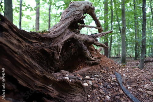 wurzel im wald