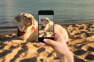 Woman hands with mobile cell phone to take a photo of labrador dog lying on the beach