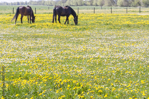 Horses on pasture - Denmark photo