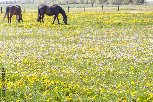 Horses on pasture - Denmark photo