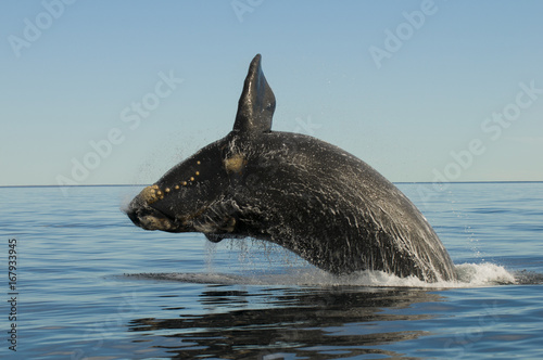 Southern right whale breaching in sea photo