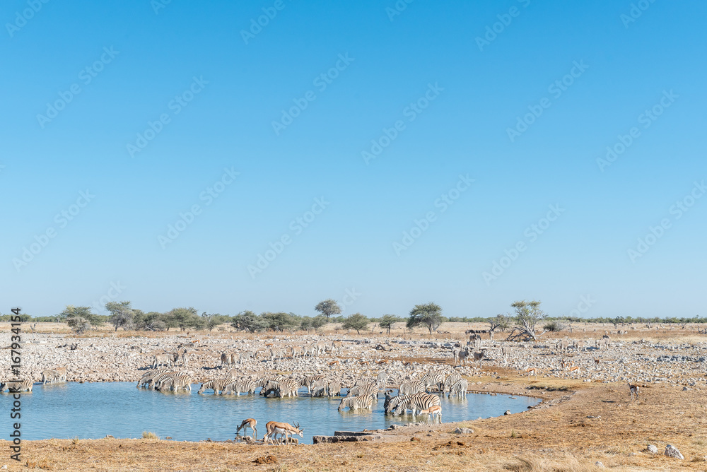 Burchells zebras drinking water at a waterhole in Northern Namibia Burchells zebras drinking water at a waterhole in Northern Namibia