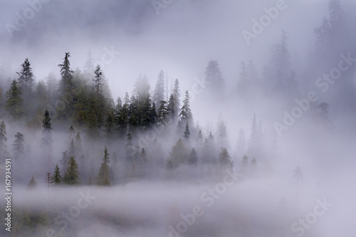 Early morning mist over coastal coniferous forest. Near Khutze Inlet, Great Bear Rainforest, British Columbia, Canada, October 2013. photo
