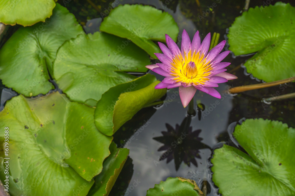 The pink lotus is in the lagoon and green lotus leaf. The pink lotus is in the lagoon and green lotus leaf.