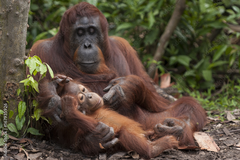 Bornean Orangutan with baby sitting outdoors Bornean Orangutan with baby sitting outdoors