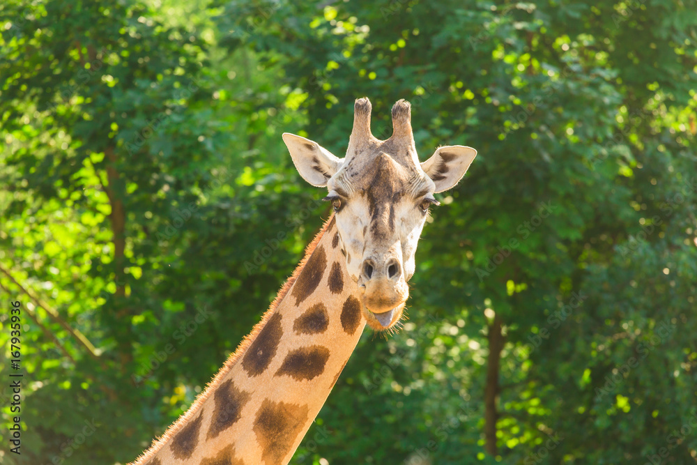 Close-up of a giraffe in front of some green trees. With space for text. Close-up of a giraffe in front of some green trees. With space for text.