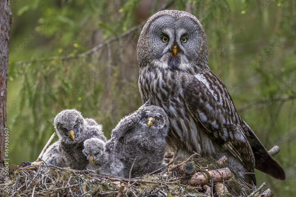 Portrait of great grey owl with chicks on nest Portrait of great grey owl with chicks on nest