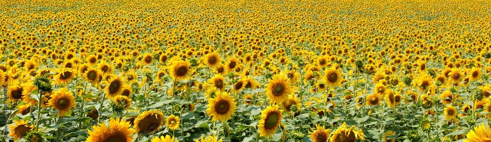 Sunflowers at blue sky background, agricultural landscape Sunflowers at blue sky background, agricultural landscape