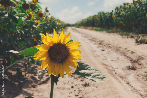 Sunflower at field background, agricultural oil farming