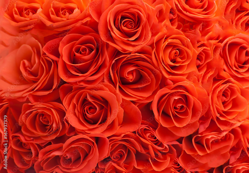 Roses Roses