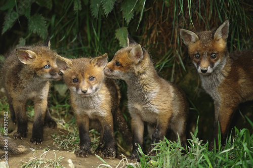 Four European red fox (Vulpes vulpes) cubs playing outside earth, UK.